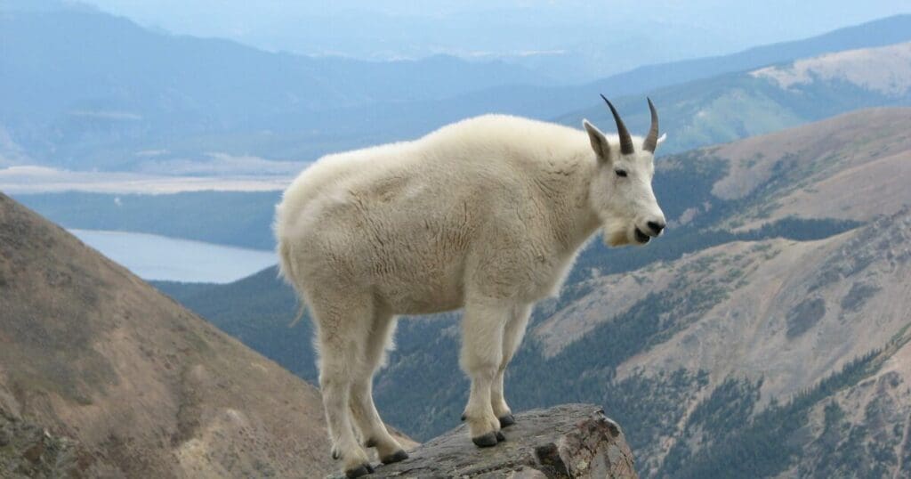 mountain goat